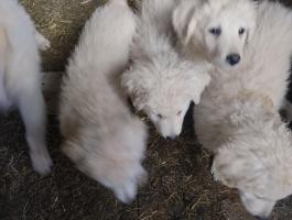 Kuvasz jellegű kiskutyák költöznének