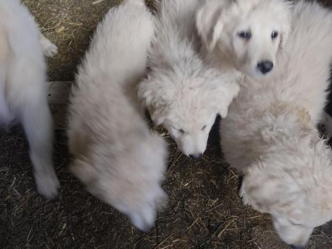 Kuvasz jellegű kiskutyák költöznének