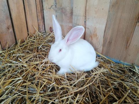 Saját tenyésztésű Pannon nyulak Kaposváron