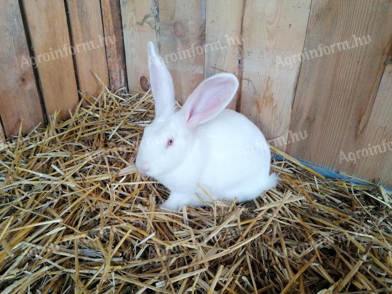 Saját tenyésztésű Pannon nyulak Kaposváron