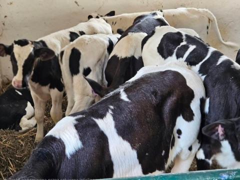 Eladó egészséges HF bikák rendezett papírokkal