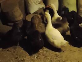 Vadas színű magyar kacsa eladó