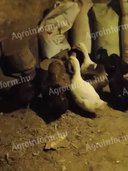 Vadas színű magyar kacsa eladó