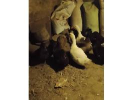 Vadas színű magyar kacsa eladó