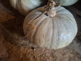 Az igazi nagydobosi sütőtök! Édes, mint a méz