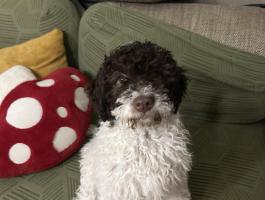 Lagotto kiskutya szerető gazdit keres