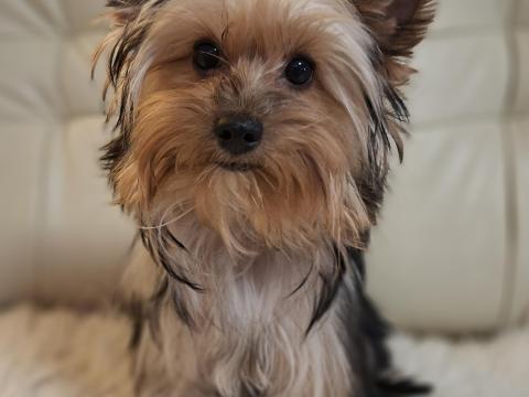 Colorful Yorkshire Terrier