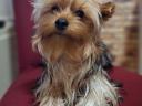 Színes Yorkshire Terrier fiú eladó