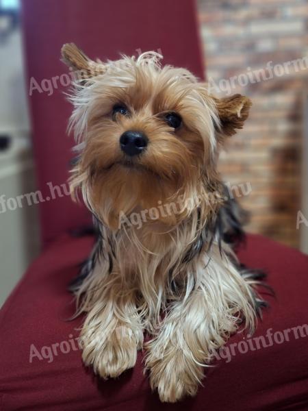 Színes Yorkshire Terrier fiú eladó