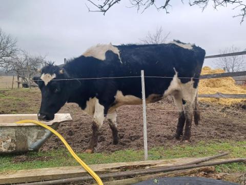 Holstein-fríz vemhes tehèn Holstein-fríz vemhes tehèn