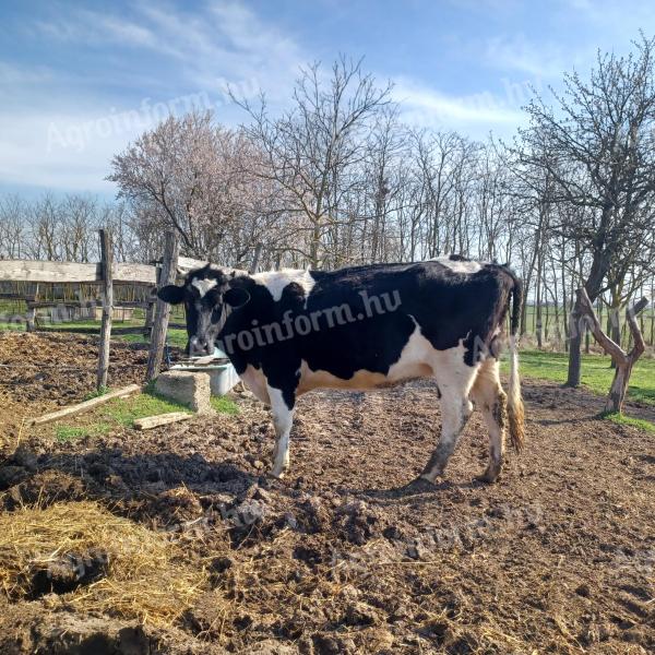 Holstein-fríz vemhes tehèn