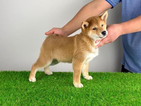 Törzskönyves Shiba Inu kiskutya
