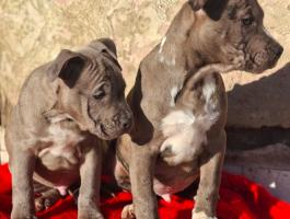 Amstaff,  Amerikai stafforshire terrier jellegű blue- merle kölykök