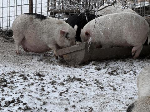 Vietnámi hasas kocák,  hízók,  malacok,  süldők