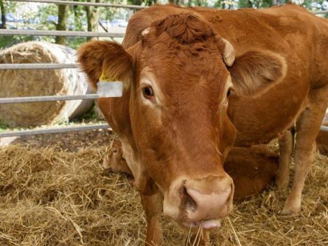 Limuzin húsmarha telepvezető Karcagon