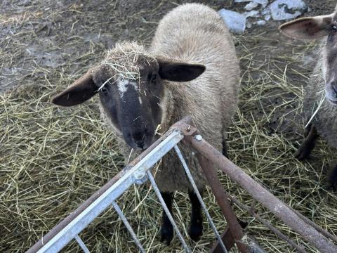 Eladó bárány – Cigája–Suffolk keresztezésű