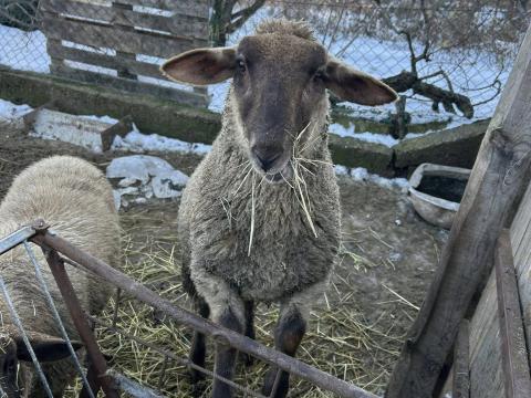 Eladó bárányok – Cigája–Suffolk keresztezésű