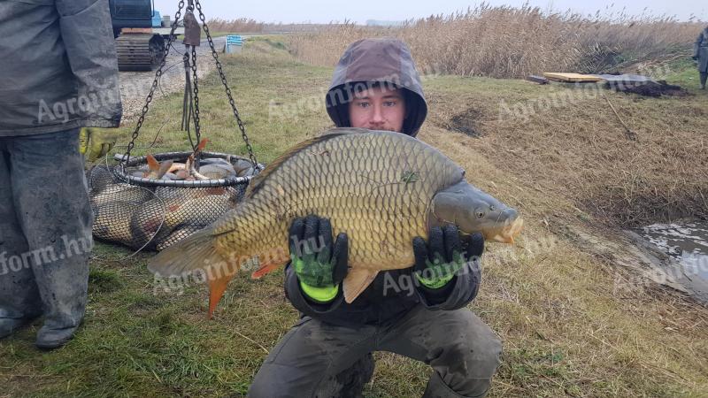 Extra ponty: 7–20+ kg előjegyezhető, szaktanácsadás