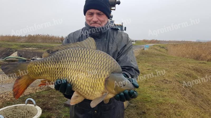 Feeder ponty 6-9 kg eladó, 2600 Ft/kg