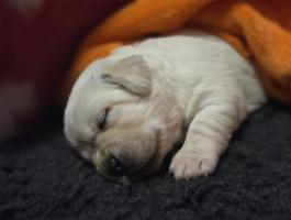 Labrador retriever sárga fiúk és lányok