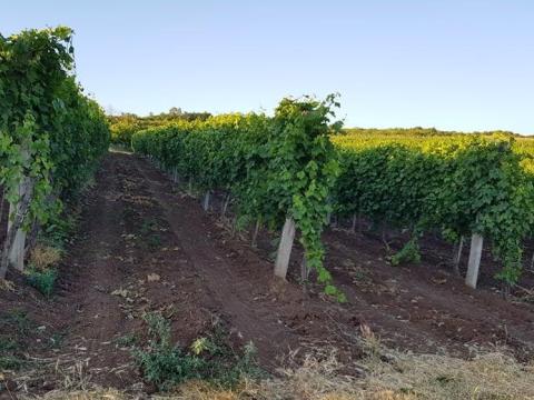 Csemegeszőlő ültetvény eladó Gyöngyöspatán