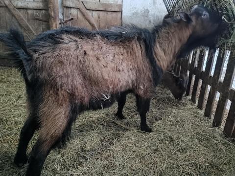 Alpesi kecskebak eladó