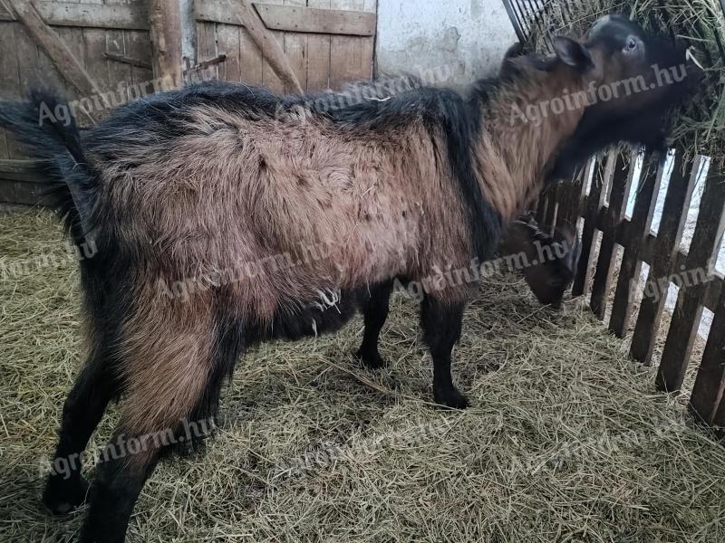 Alpesi kecskebak eladó