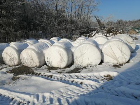 Árpa csomagolt szenázs eladó