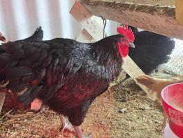 Australorp kakas eladó