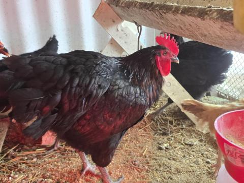 Australorp kakas eladó