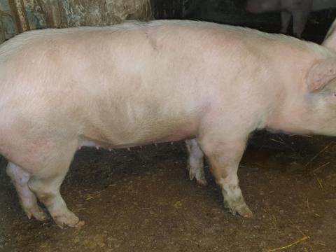 Eladó 130 kg súlyú Seghers hízó Újszászon