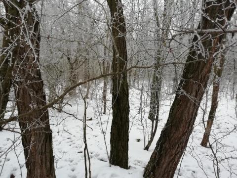 4,6 hektár akácerdő eladó Sükösdön
