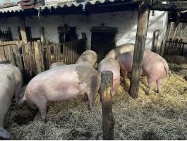 Eladó nagy súlyú hízók