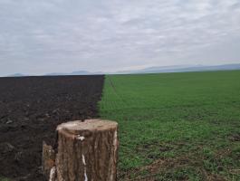 Szántóföldet bérelnék