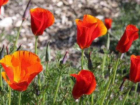 Kaliforniai kakukkmák virág