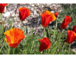 Kaliforniai kakukkmák virág