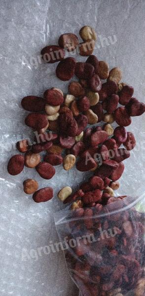 Lóbabmag eladó