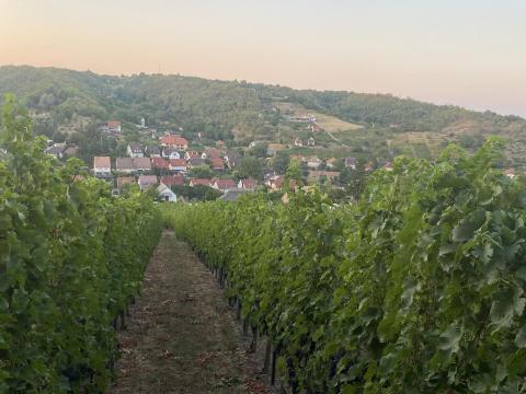 Ingyen elvihető borszőlő Szekszárdon művelés fejében Ingyen elvihető borszőlő Szekszárdon művelés fejében