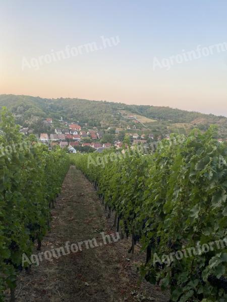 Ingyen elvihető borszőlő Szekszárdon művelés fejében