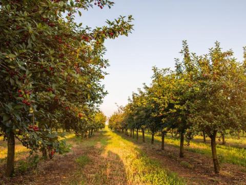Agronómus Agronómus
