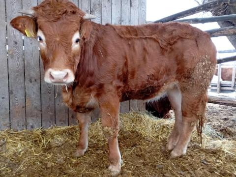 Limousin üsző eladó Limousin üsző eladó