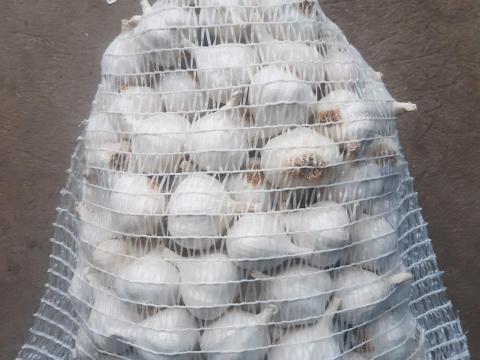 Makói tavaszi fokhagyma Makói tavaszi fokhagyma