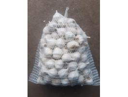 Makói tavaszi fokhagyma