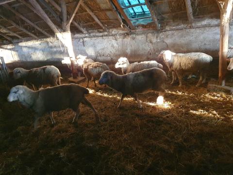 Eladó 40 db selejt birka, keverék merinó jelleggel