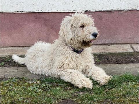 Komondor fajtajellegű szuka kiskutya