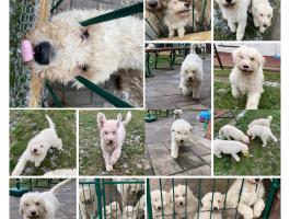 Komondor fajtajellegű szuka kiskutyák
