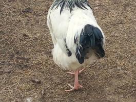 Eladó 7 hónapos kakasok háztáji tartásból