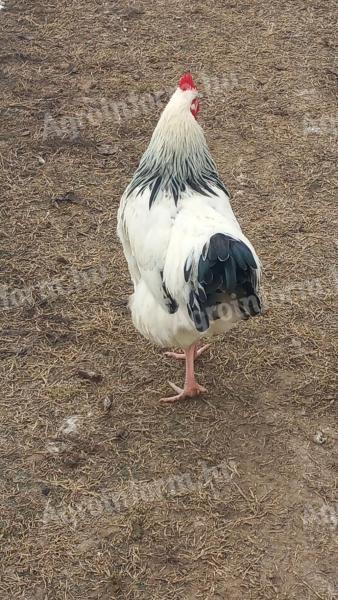 Eladó 7 hónapos kakasok háztáji tartásból