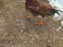 Eladó 7 hónapos kakasok háztáji tartásból