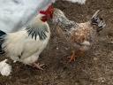 Eladó 7 hónapos kakasok háztáji tartásból